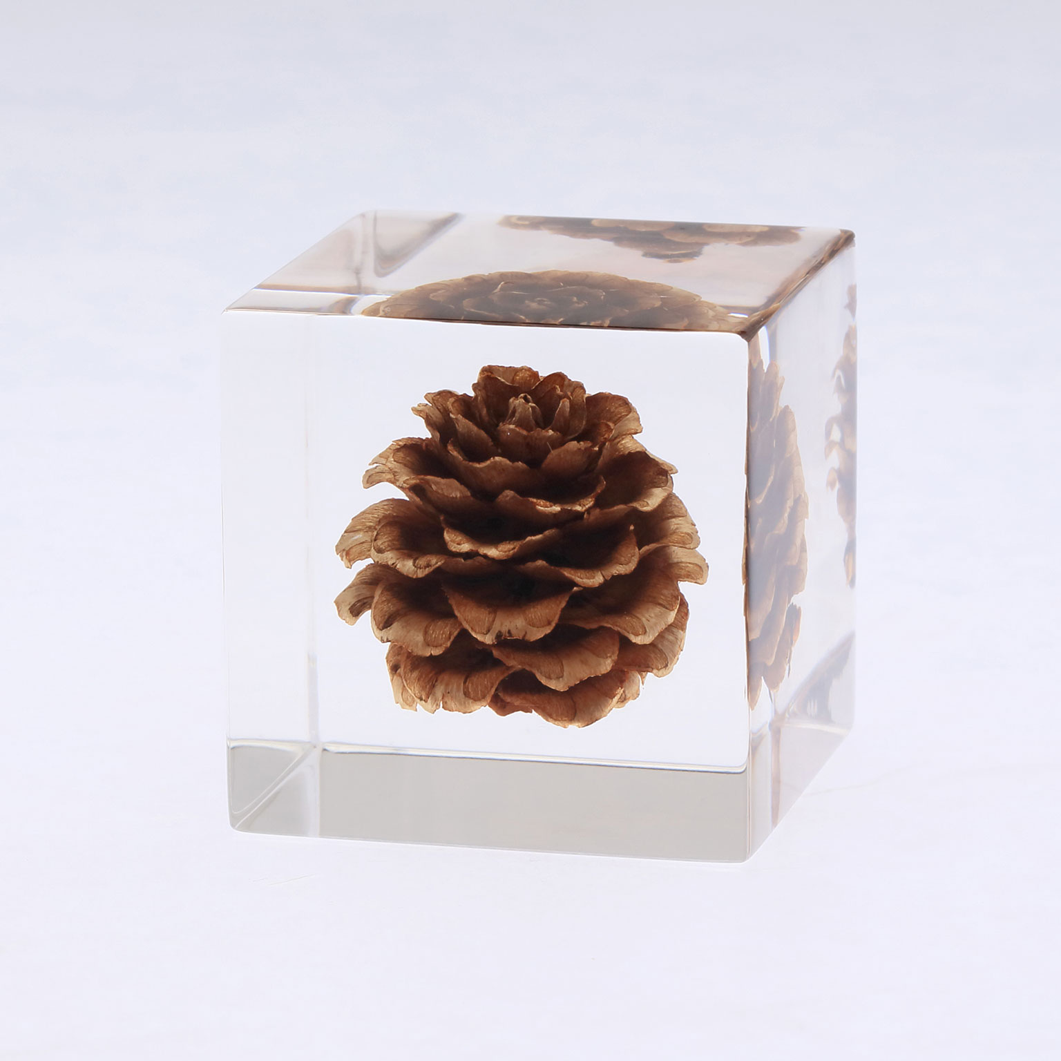 Sola cube ソラキューブ カイガラソウ カラマツ スターチス カイガラソウ — PRODUCTS — Sola cube / ソラキューブ
