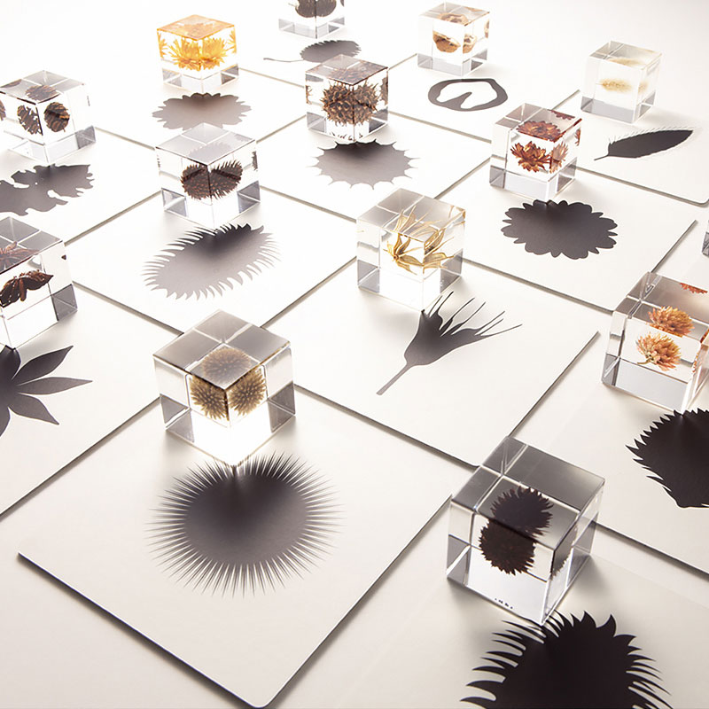 Sola cube（ソラキューブ）ルリタマアザミ | LIVING MOTIF｜家具