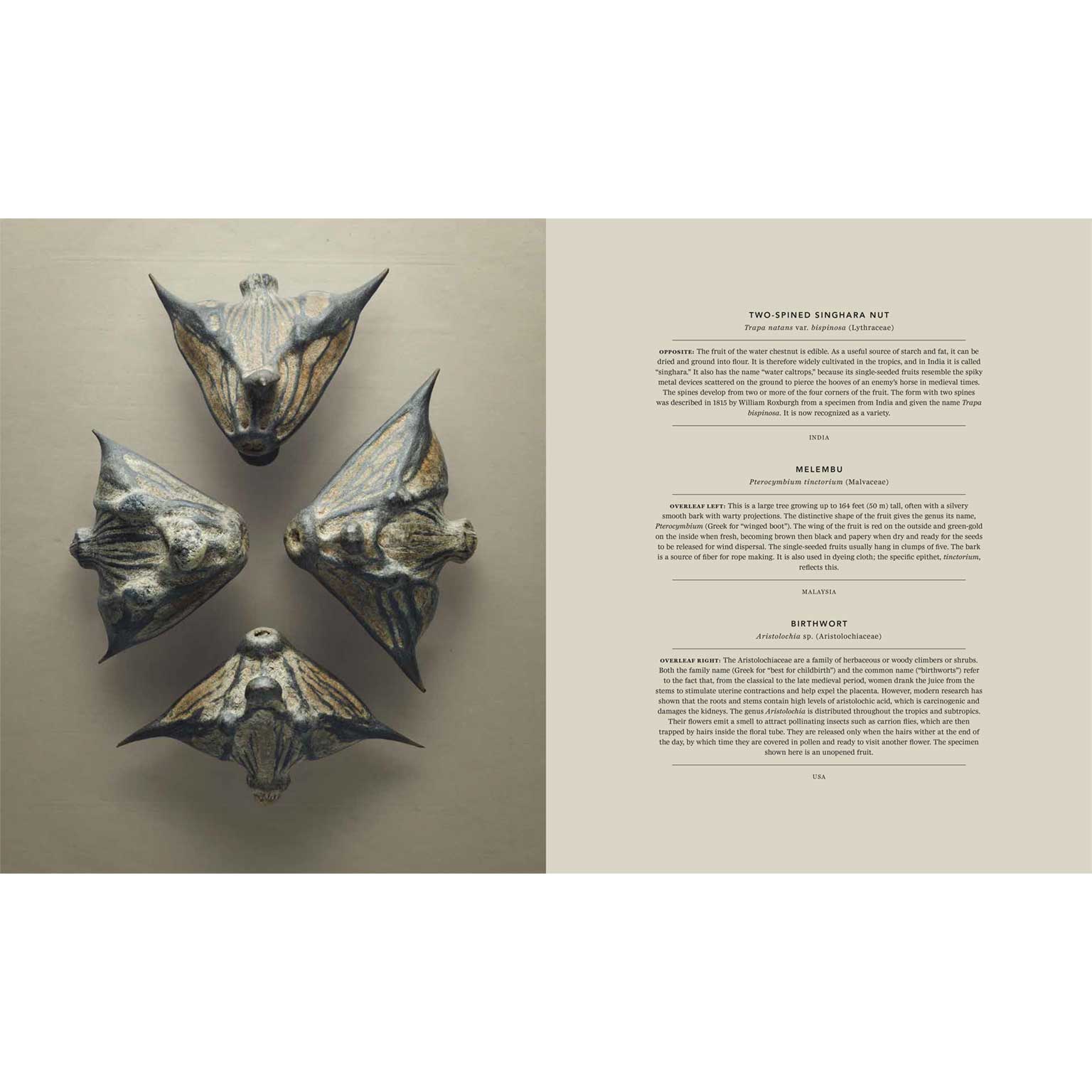 The Hidden Beauty of Seeds & Fruits | LIVING MOTIF｜家具