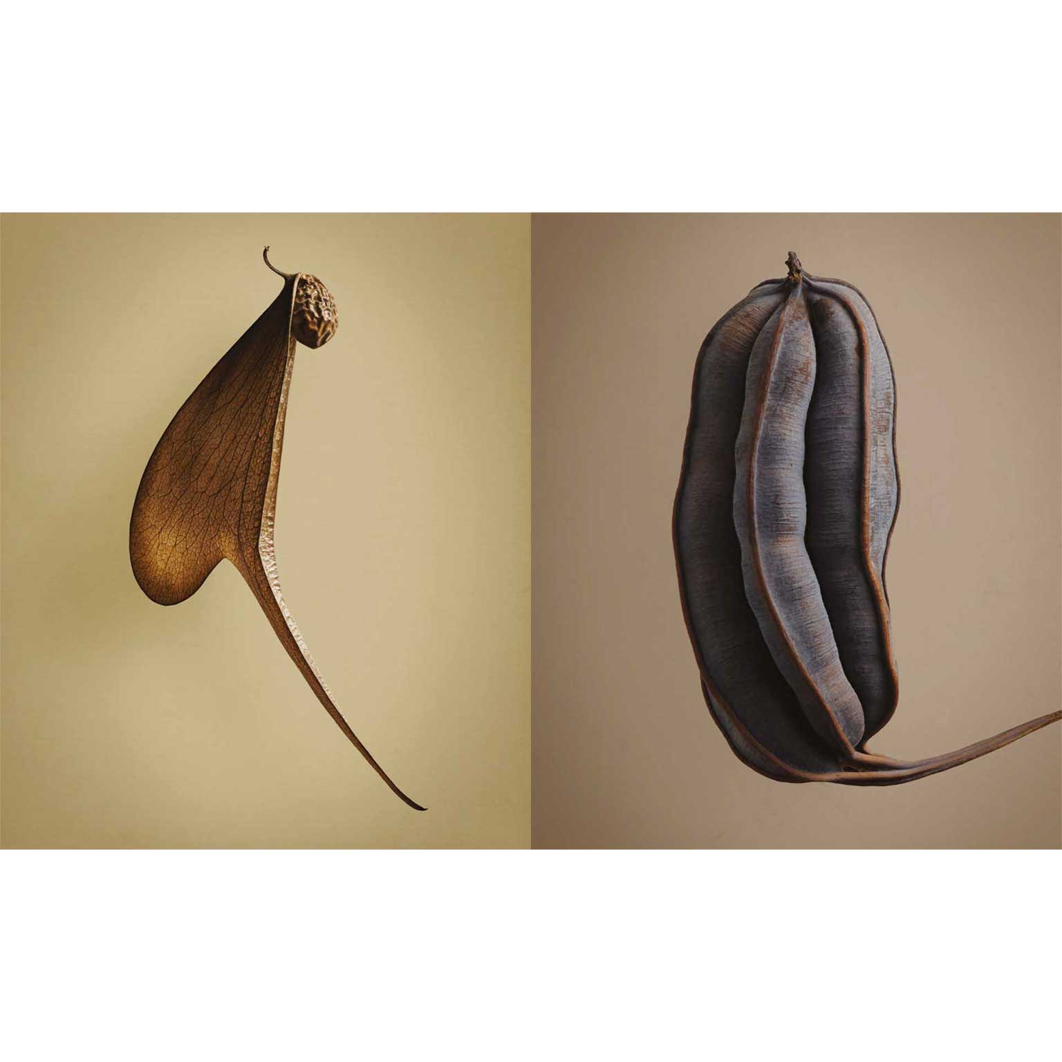 The Hidden Beauty of Seeds & Fruits | LIVING MOTIF｜家具