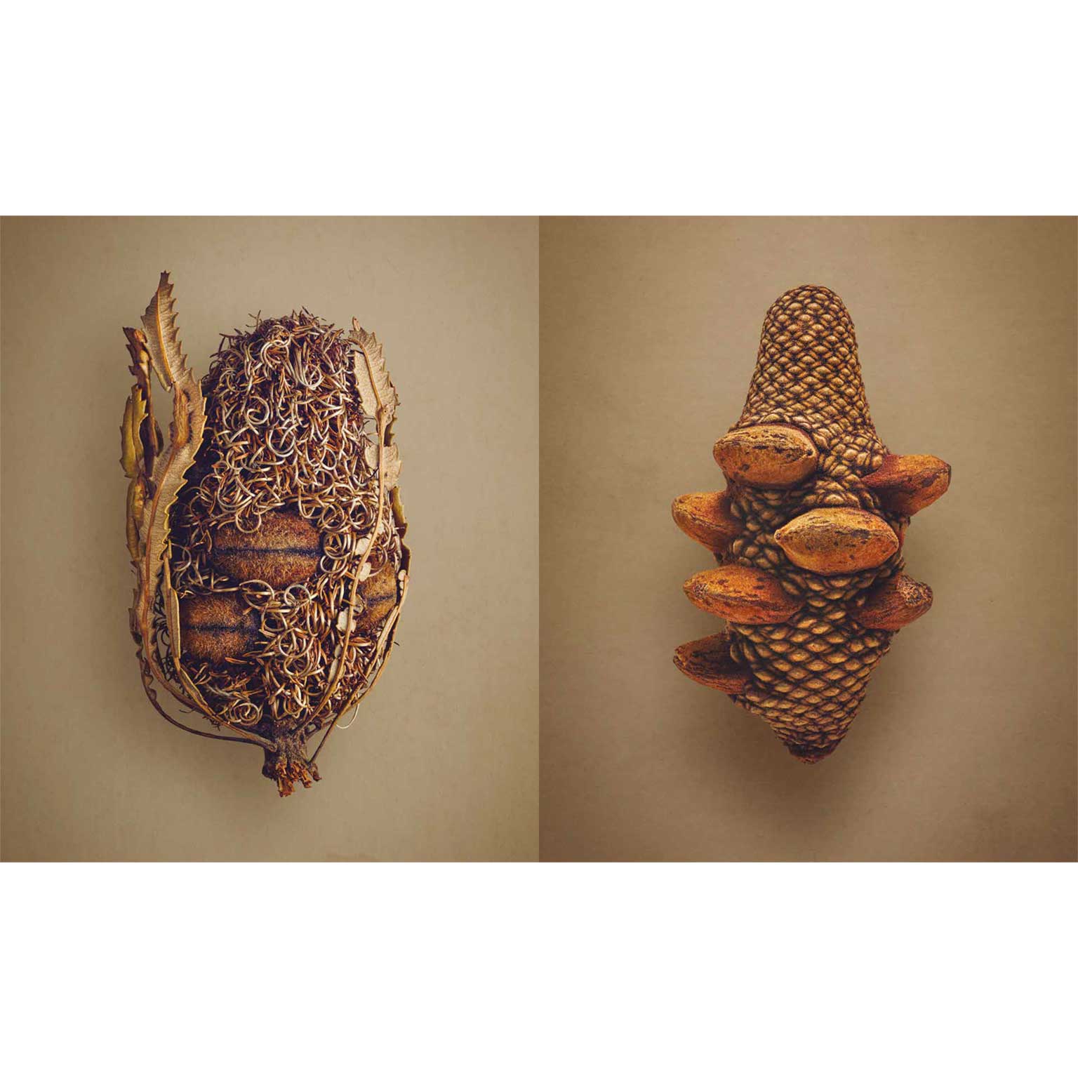 The Hidden Beauty of Seeds & Fruits | LIVING MOTIF｜家具
