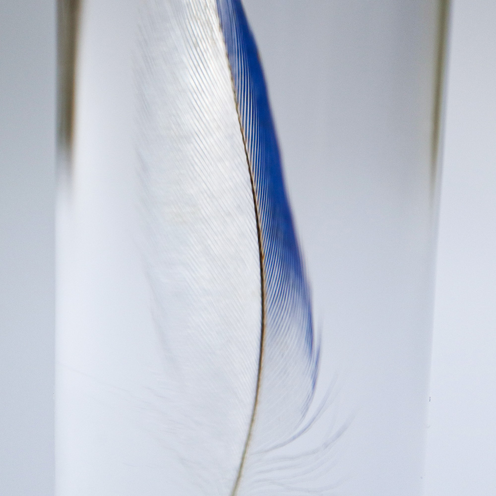 Sola cube（ソラキューブ）セキセイインコの羽 SS ブルー | LIVING